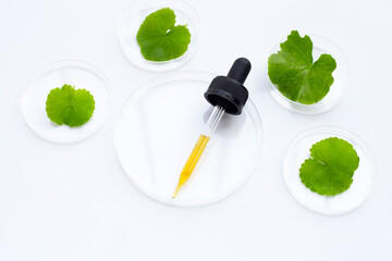 Essential oil with fresh leaves of gotu kola in petri dishes on white background.