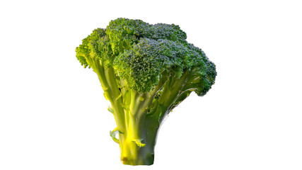 Fresh tasty broccoli isolated on white background. 