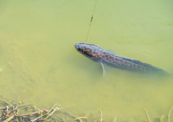 The fearsome and powerful giant snakehead caught with steel cable and monofilament shock leader. Toman Sport Fishing. Known for their ferocious strike, the fight is awesome, advocate catch and release
