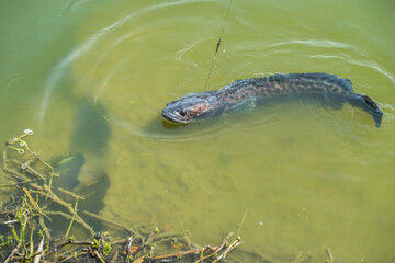 The fearsome and powerful giant snakehead caught with steel cable and monofilament shock leader....