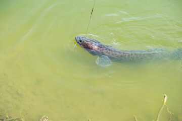 The fearsome and powerful giant snakehead caught with steel cable and monofilament shock leader. Toman Sport Fishing. Known for their ferocious strike, the fight is awesome, advocate catch and release