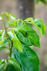 The Green Caterpillar on Tree