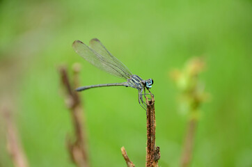 closeup the beautiful green dragonfly hold on tree branch over out of focus green background.
