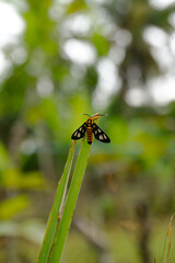 Fruit Bee on Green Leaf