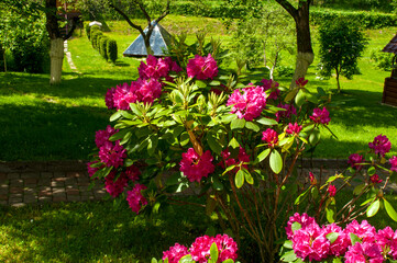 Rhododendron flowers in the landscape, paths and green grass.