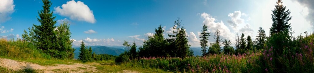 Panorama of Ivan tea flowers in the mountains, green trees and blue sky, sunny day.
