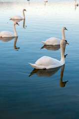 white swans group on the lake swim well under the bright sun