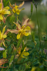 Fototapeta premium Colombines blooming in a Summer Garden