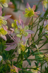 Colombines blooming in a Summer Garden