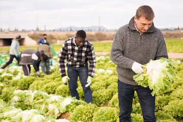 Farm worker hand harvesting organic green lettuce crop on fertile agriculture land