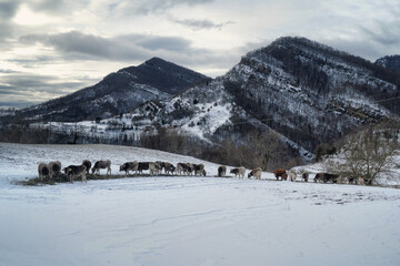 Herd of cattle grazing in a snowy field