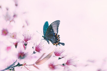 bright blue butterfly in flight and branch of cherry flowering apricot tree in spring