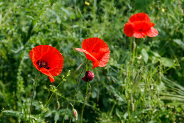 Red poppy flowers on the green meadow