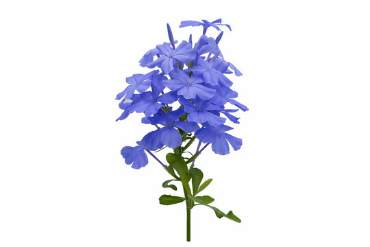 Leadwort Isolated