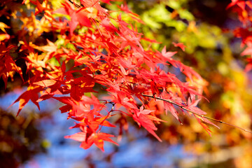 紅葉【紅葉】