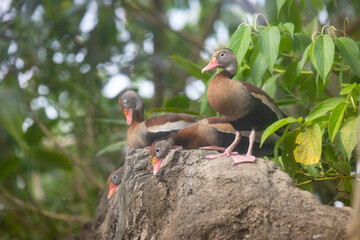 family of black-bellied whistling duck (Dendrocygna autumnalis) resting on a rock