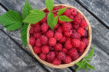 Ripe red raspberries are collected in a wicker basket and stand on a wooden table. Decorated with green twigs. top view close-up. Whole, large raspberries. Natural texture of berries. Summer harvest 