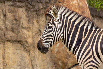 Fototapeta na wymiar Zebra on background of brown rocks