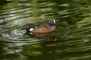 Spatula discors blue-winged teal