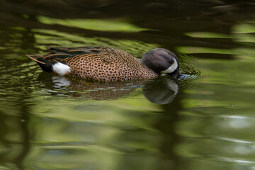 Spatula discors blue-winged teal
