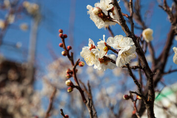 Flowers plum blossoming in spring.
