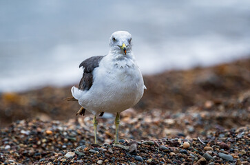 Seagull bird standing feet on sea beach. Close up view of white gray bird seagull sitting in sea rock beach. Wild seagull natural 
