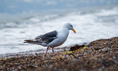 Seagull bird standing feet on sea beach. Close up view of white gray bird seagull sitting in sea rock beach. Wild seagull natural
