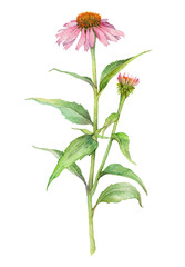 Watercolor blooming medicinal herb echinacea purpurea or coneflower isolated on white background. Hand drawn painting illustration. - obrazy, fototapety, plakaty
