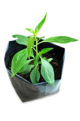 Die cut of herbal medicine plant Andrographis paniculata this plant to suppress coronavirus COVID-19
