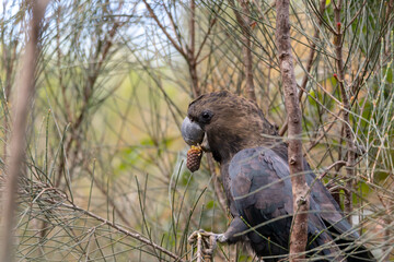 Glossy Black Cockatoo eating in a tree.