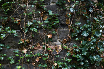 Old stone wall with leaves background. Green leaves after rain. Tropical leaves background. Green Plant Texture