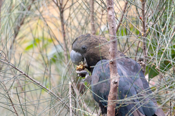 Glossy Black Cockatoo eating in a tree.