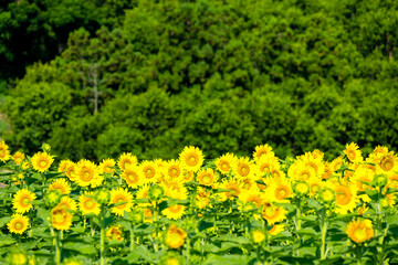 長崎鼻のひまわり
