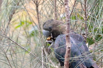 Glossy Black Cockatoo eating in a tree.