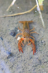 Crayfish Procambarus Clarkii Ghost on nature background