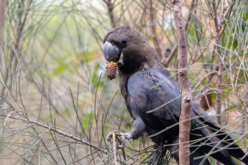 Glossy Black Cockatoo eating in a tree.