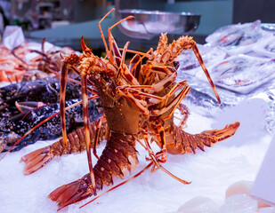 lobsters displayed on the fish shop - fish shop with shellfish on ice.