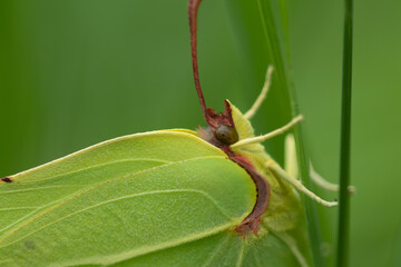 Closeup shot of a Brimstone on a plant
