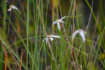 Whitetop Sedge Sedge in a field of grass