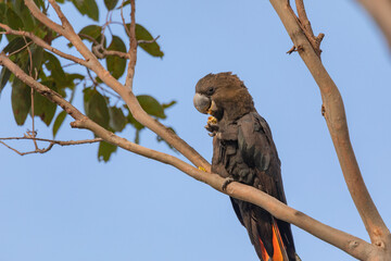 Glossy Black Cockatoo eating in a tree. © Brayden