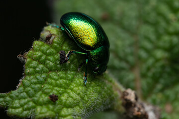 Closeup shot of a Tansy beetle on a leaf