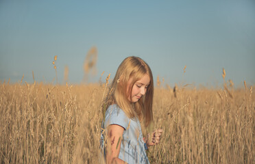 beautiful girl with golden hair and a blue T-shirt in the field collects a bouquet of dried flowers against the blue sky on a sunny summer day