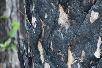 scorched palm tree trunk in forest