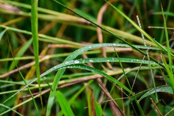 Drops of water on grass