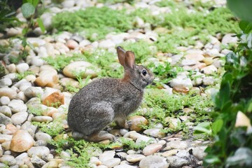 swamp rabbit Sylvilagus palustris aka Marsh Rabbit in grass
