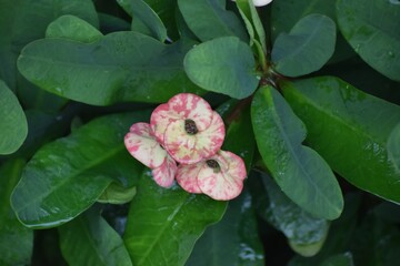 crown of thorns - Euphorbia milii pink flowers