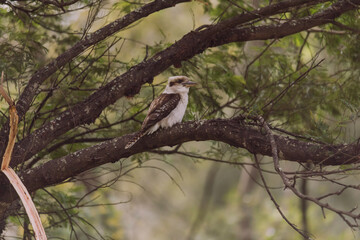 Laughing Kookaburra sitting in a tree. 