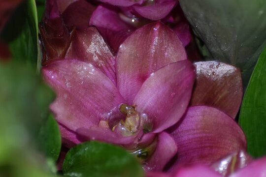 Raindrops On Purple Tropical Flowers