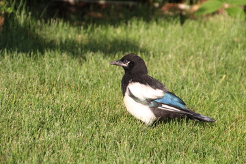 Magpie Looking Around, Edmonton, Alberta