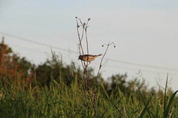 Bird On The Branch, Pylypow Wetlands, Edmonton, Alberta
